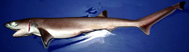 Heptranchias perlo-140.jpg